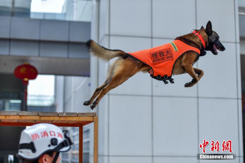海南消防犬首次面向公众亮绝活