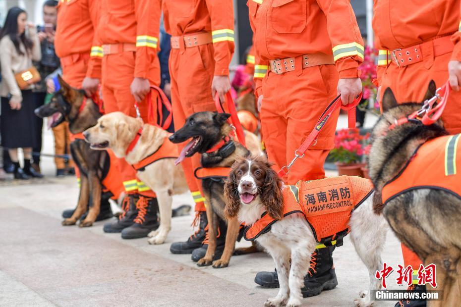 海南消防犬首次面向公众亮绝活