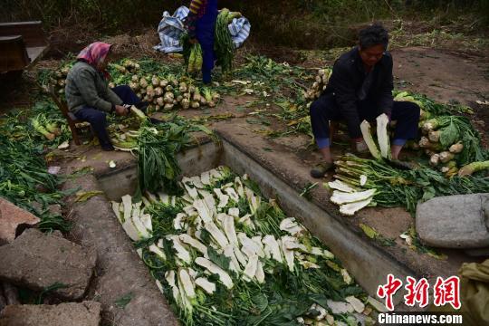 广西农民晾晒大头菜 10万斤铺满山头_新闻频道__中国青年网