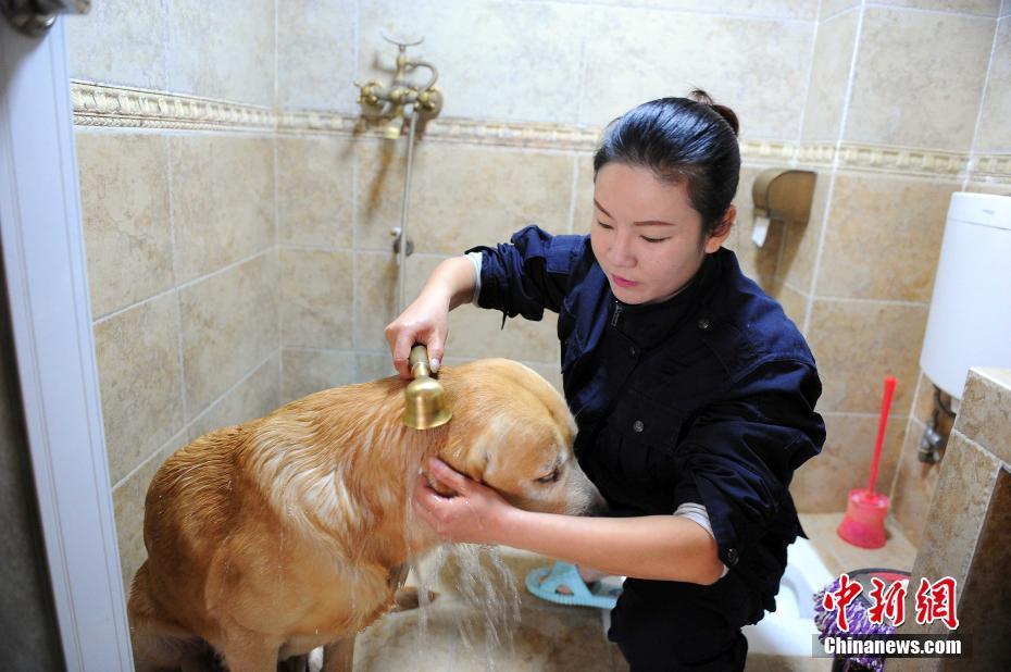 永恒警犬妈妈图片