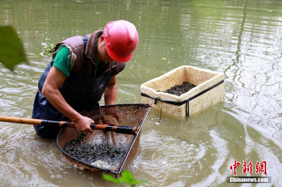 捕捞的螺蛳里,还会掺杂一下树叶,树枝,韦金成进行简单的清理.