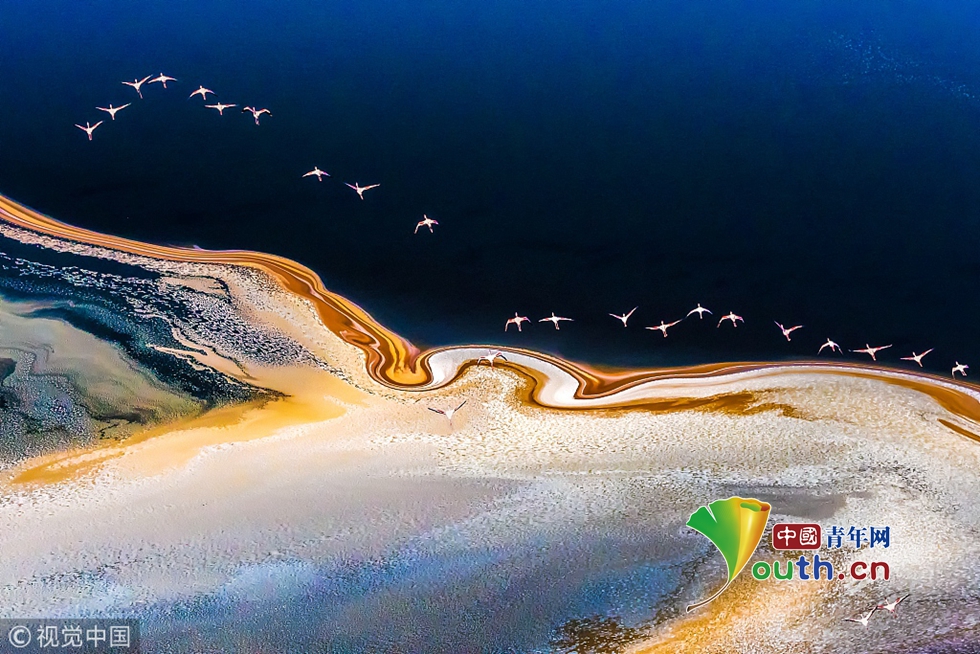 航拍火烈鸟成群飞掠马加迪湖一幕