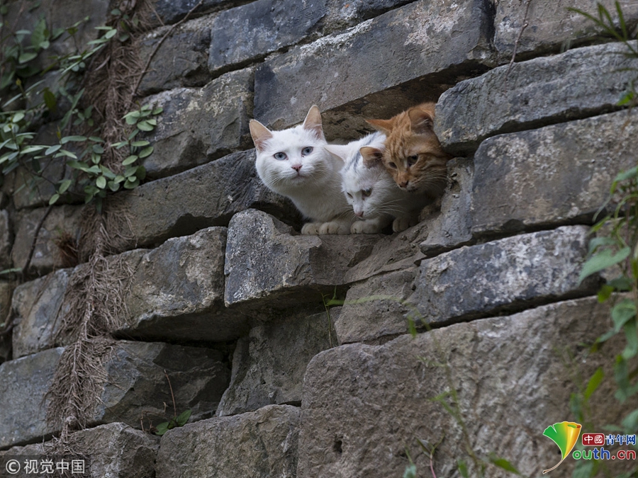 萌翻众人 南京城墙上面"长"猫了!