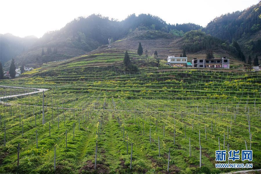 这是云南省昭通市威信县庙沟乡扎实沟村的猕猴桃种植基地一景(3月29