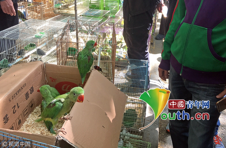 西安一鳥市公開叫賣野生鳥其中不少是二級保護動物