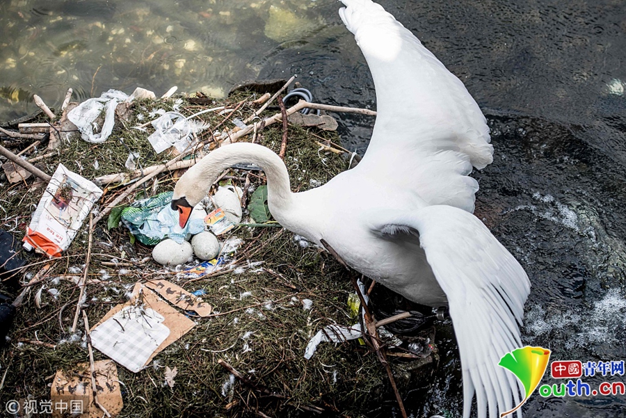 天鹅垃圾堆中筑巢下蛋令人心痛
