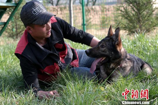 甘肃平凉训犬师细设科目训练犬只展绝技