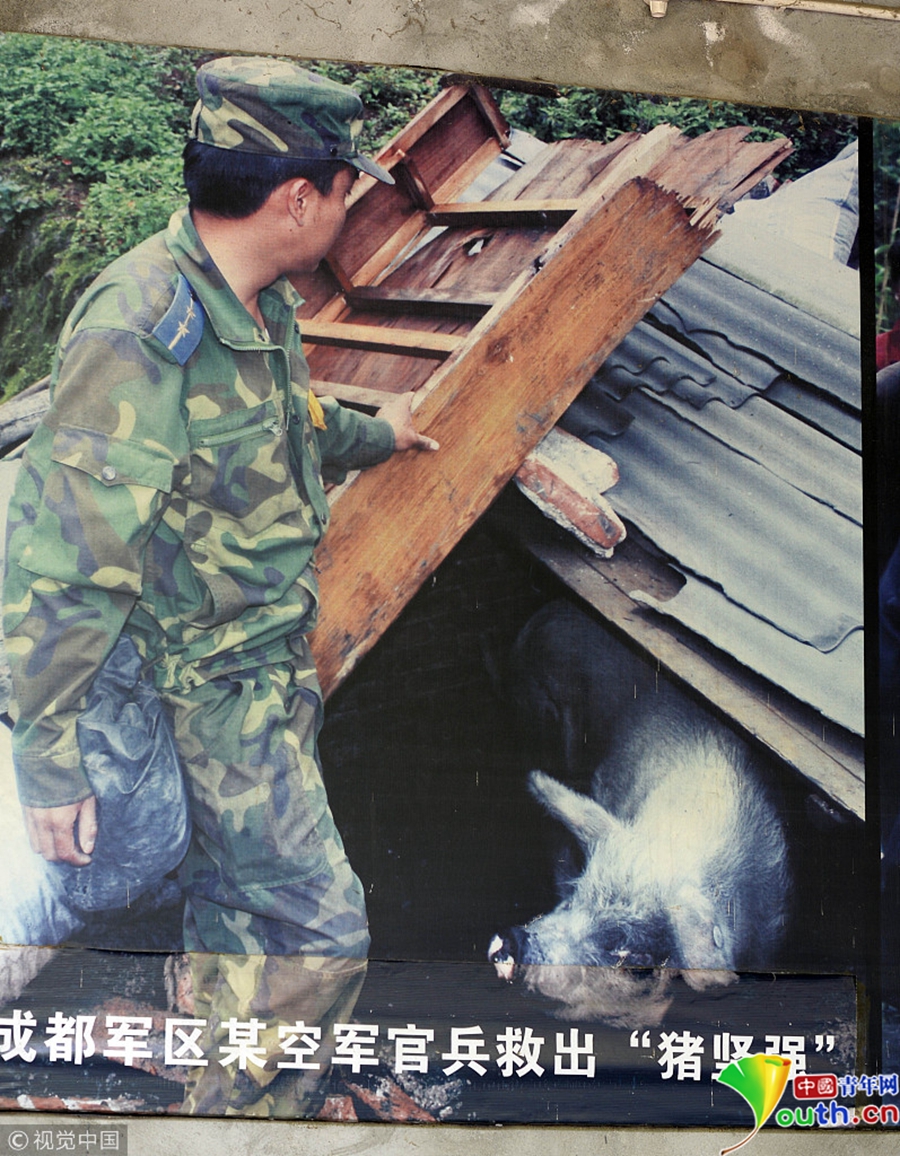 汶川地震十周年猪坚强依然坚强 每天坚持遛弯两次