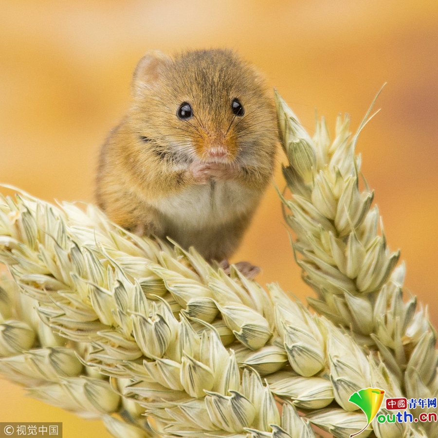 宠物鼠享丰收喜悦 倒挂麦穗尽显吃货本性