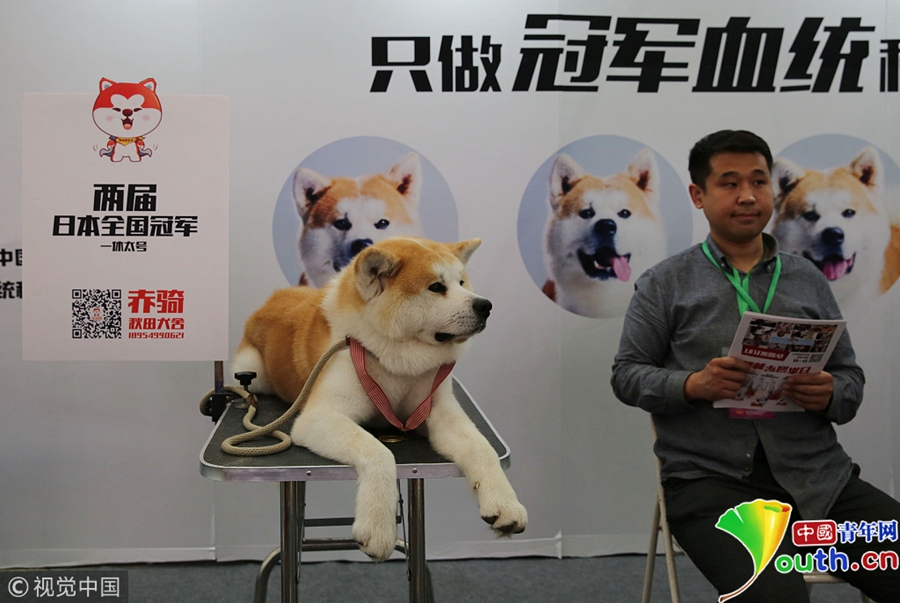 西安举办宠物展 汪星人展现萌实力