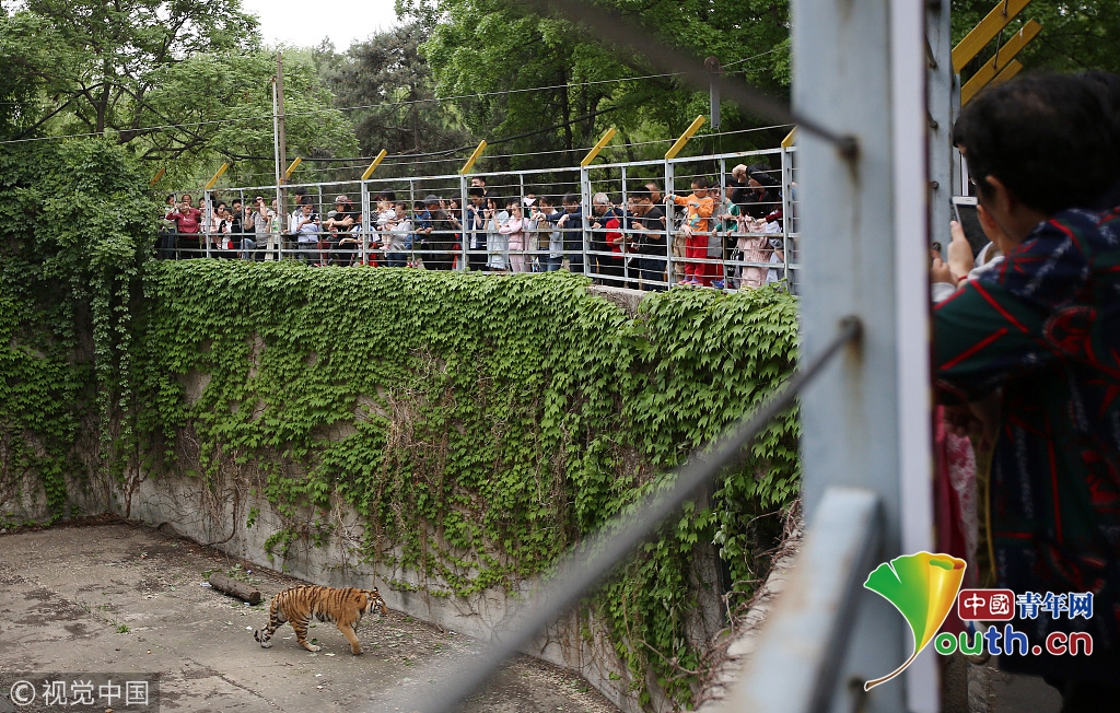 北京動物園獅虎山重裝後首次接待遊人