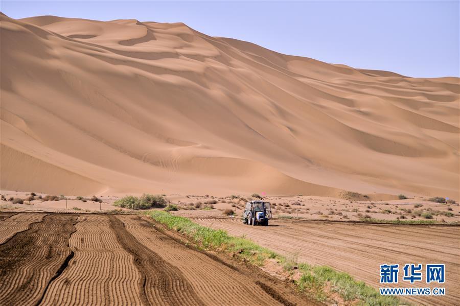 当日,在位于新疆库木塔格沙漠边的鄯善县辟展乡,从东北引进的新型旱稻