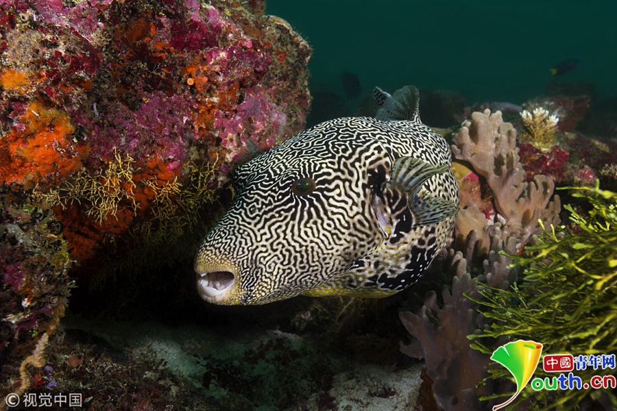 印度洋马尔代夫水域,条纹叉鼻鲀. 图片/视觉中国