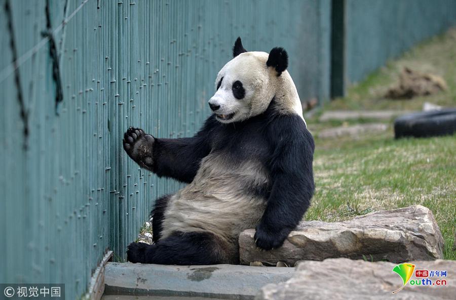 "千金"变"少爷" 大熊猫更改性别成网红吸引众多游客