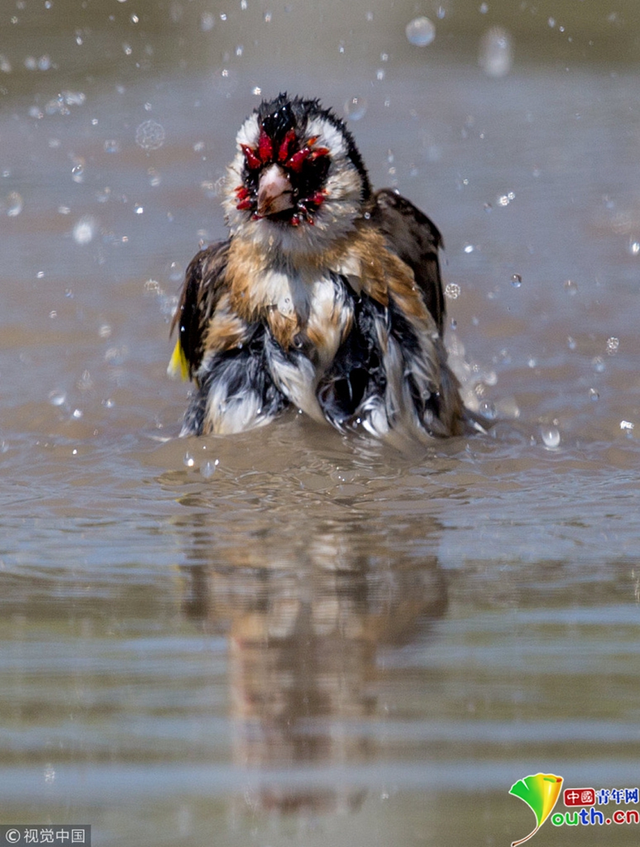热得不行!气温飙升逼金翅雀下水洗澡避暑
