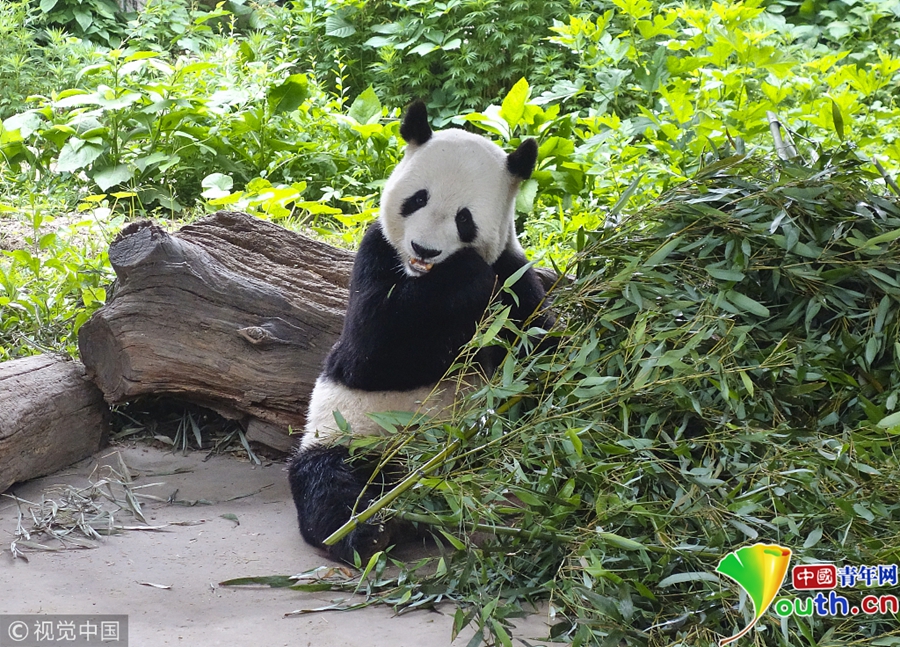 熊猫滚滚入仙境啃竹子萌态百出
