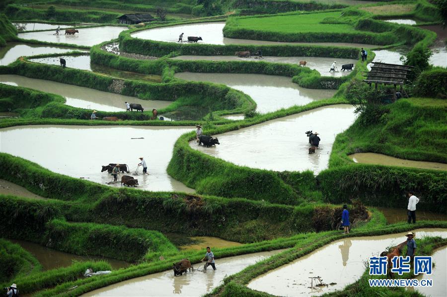 贵州黎平:"千牛同耕"展农耕文化_新闻频道__中国青年网
