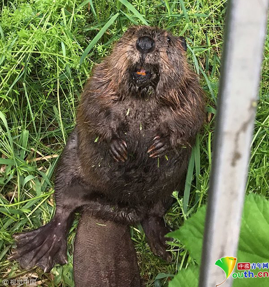 海狸吃太胖被卡栅栏 获救后原地呆坐一脸懵