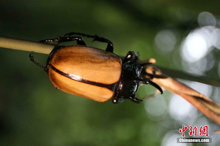 四川首次发现细角疣犀金龟 (2/7)