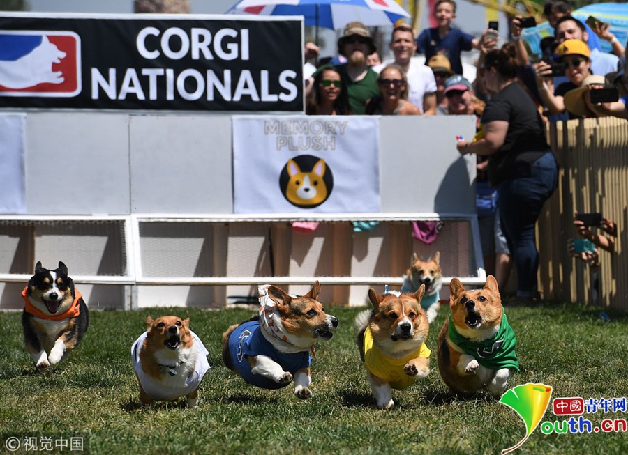 美国国家柯基犬冠军赛开幕短腿柯基卖力奔跑