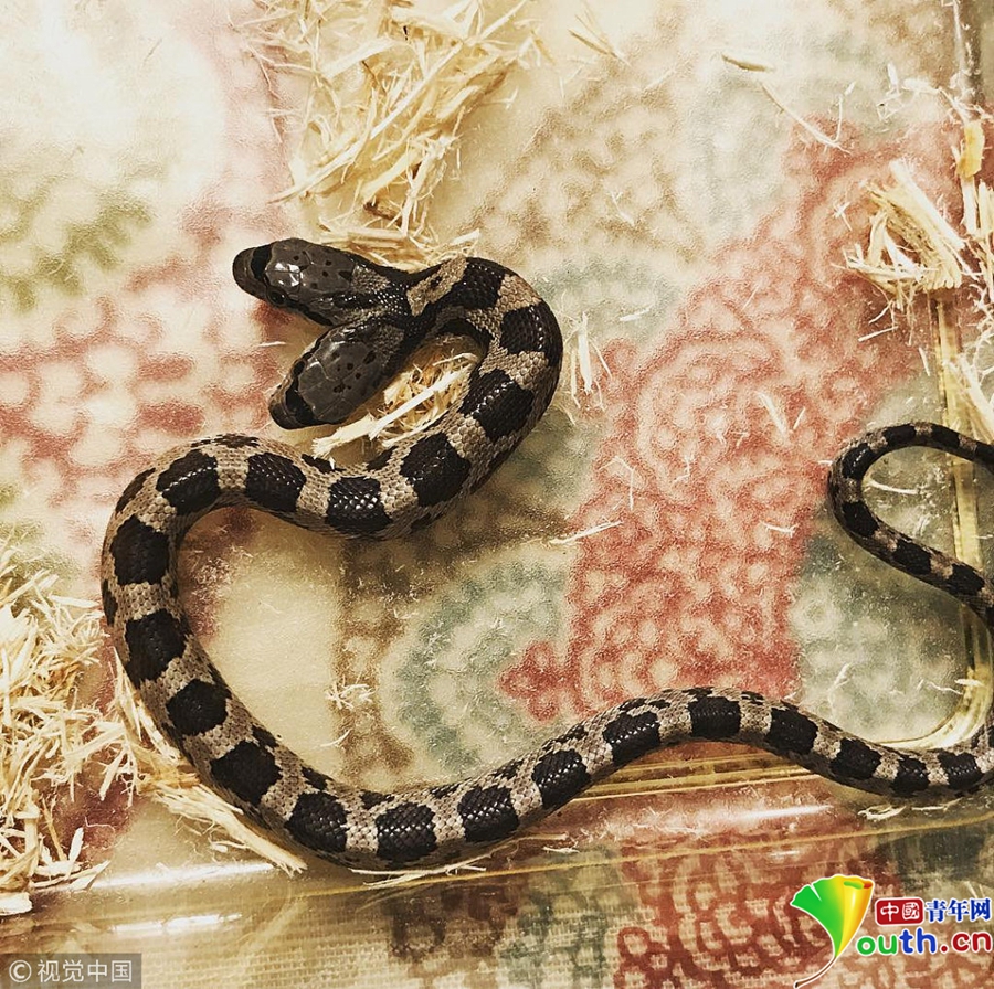 罕见双头蛇成家庭宠物拥有双重性格