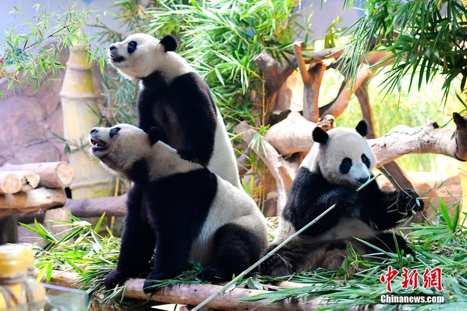全球唯一大熊猫三胞胎萌帅酷迎四岁生日
