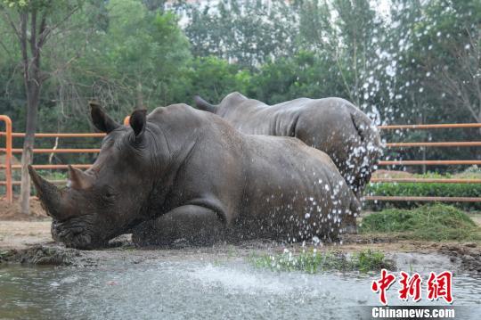 動物園犀牛沖涼消暑