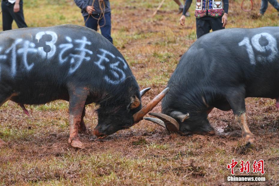 昆明石林上演"牛王争霸"