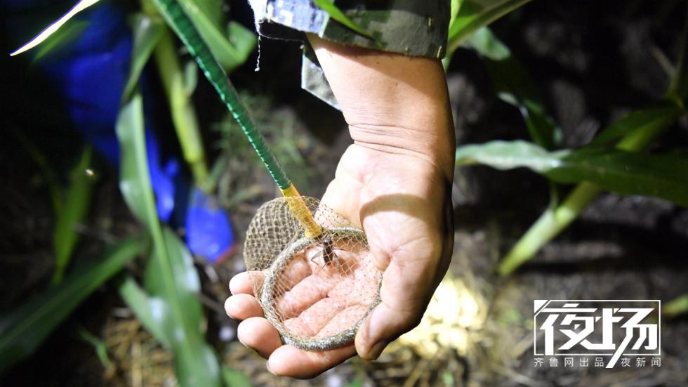 "蟋蟀猎人"凌晨两点下地淘金 这里的虫子能换车 (7/19)