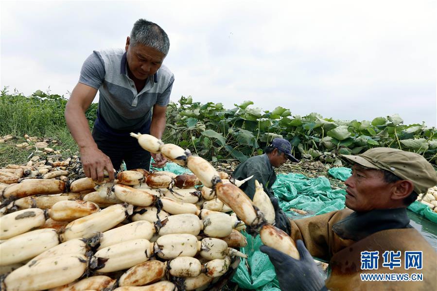 江苏泗洪:初秋时节采藕忙_新闻频道__中国青年网