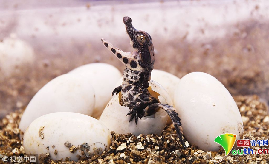 纪录破壳瞬间 动物园为20只非洲侏儒鳄宝宝接生