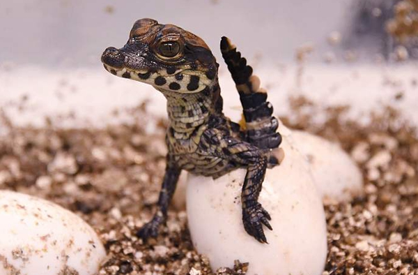 纪录破壳瞬间 动物园为20只非洲侏儒鳄宝宝"接生"