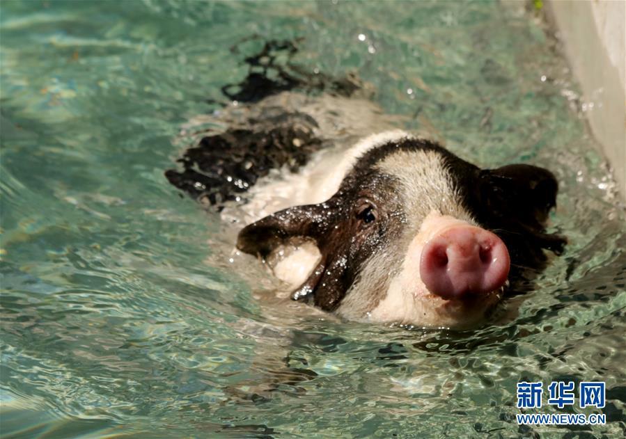 省张家口市宣化区塔儿村乡假日绿岛休闲农场,一只小猪在游泳比赛中
