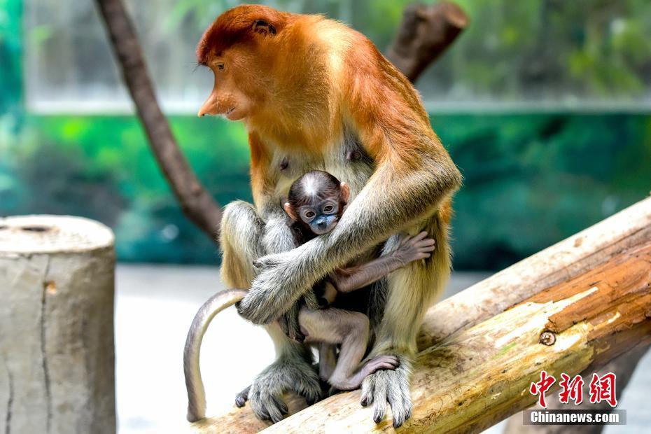 中国首只大鼻猴宝宝在广州长隆亮相