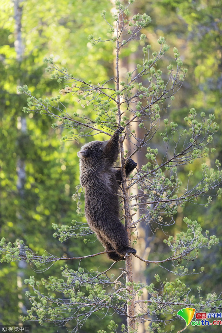 现实版"熊出没"!芬兰棕熊对镜头招手
