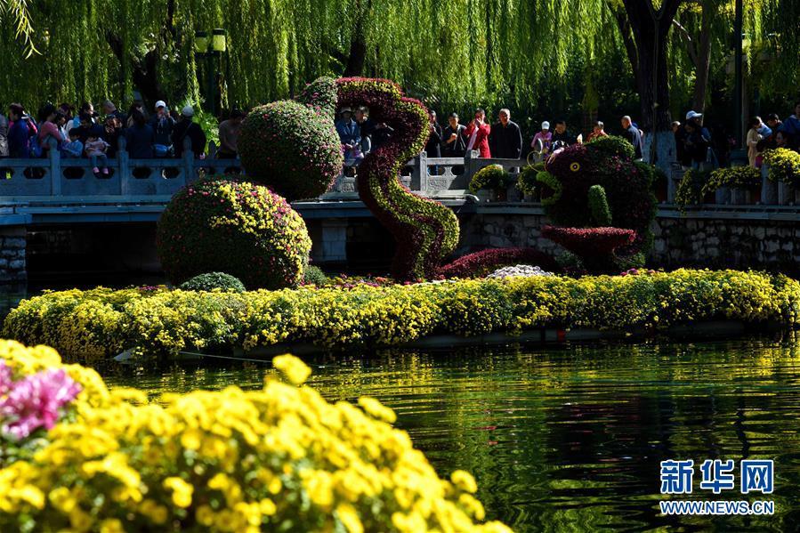 10月28日,遊客在濟南市趵突泉公園賞菊.