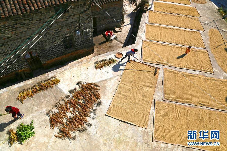 金秋 各地农民加紧收获,晾晒