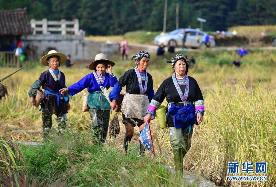 10月30日,在广西融水苗族自治县安太乡元宝村,村民走在田间,准备收获