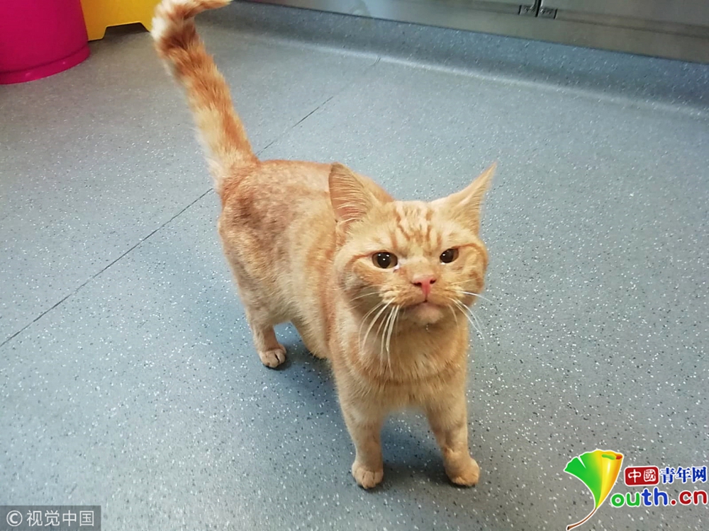 猫放屁臭是真的吗 W020181102346593742329.jpg