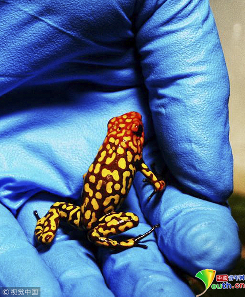 哥伦比亚警方截获一批走私有毒青蛙 每只约2000美元
