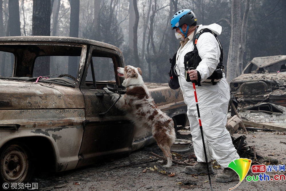 美国加州山火遇难人数不断上升 寻尸犬进入天
