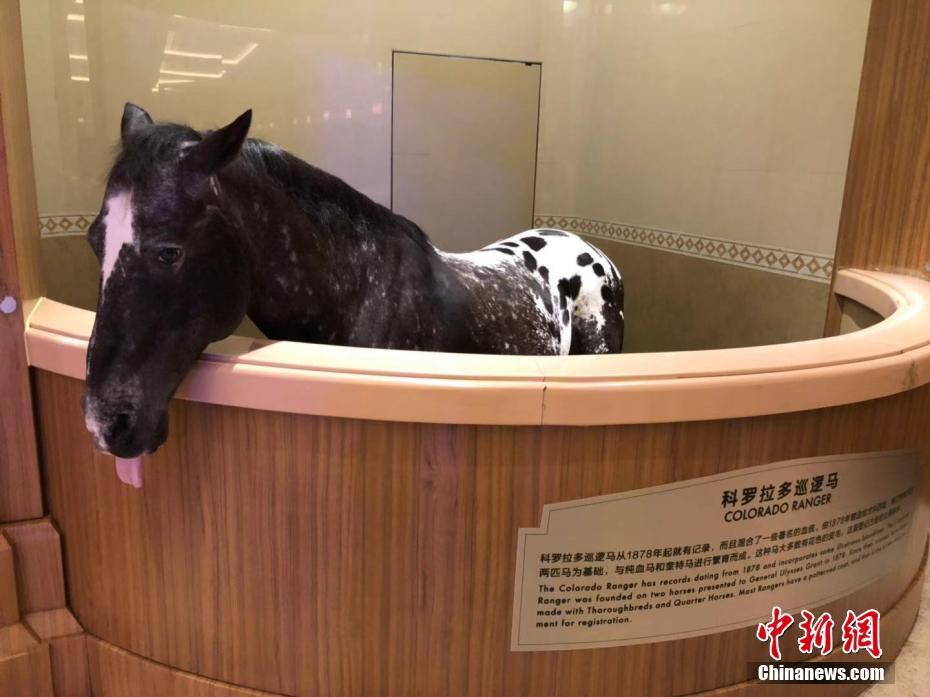 走进江苏江阴一马文化博物馆 世界各地"高颜值"马匹齐聚