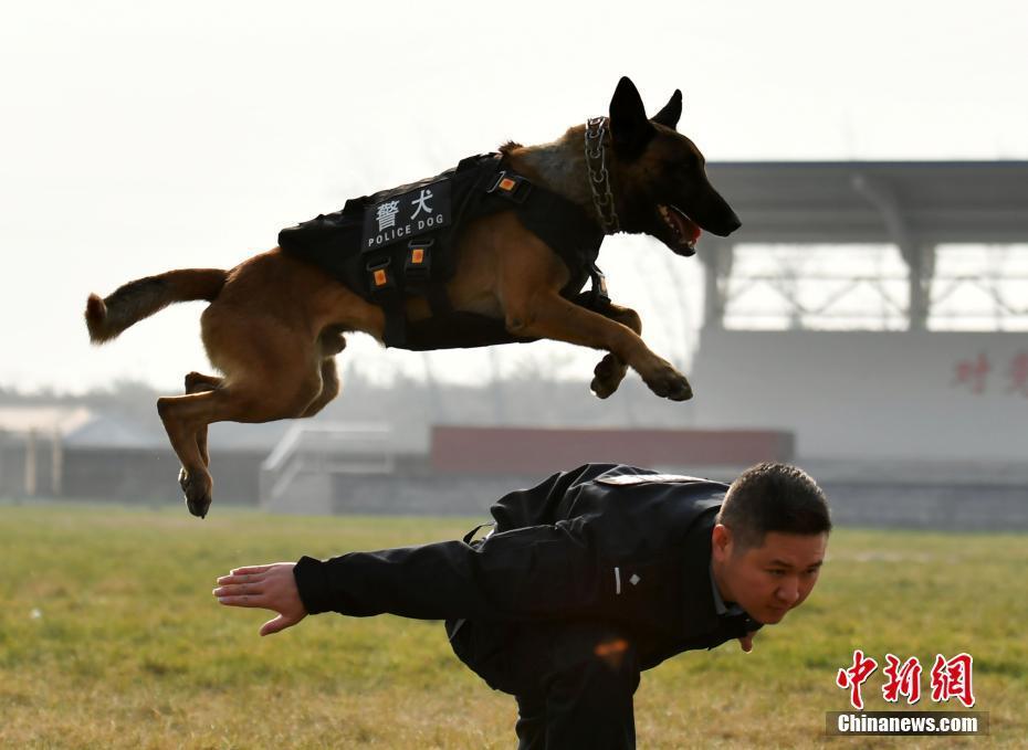 中国警犬最新装备图片