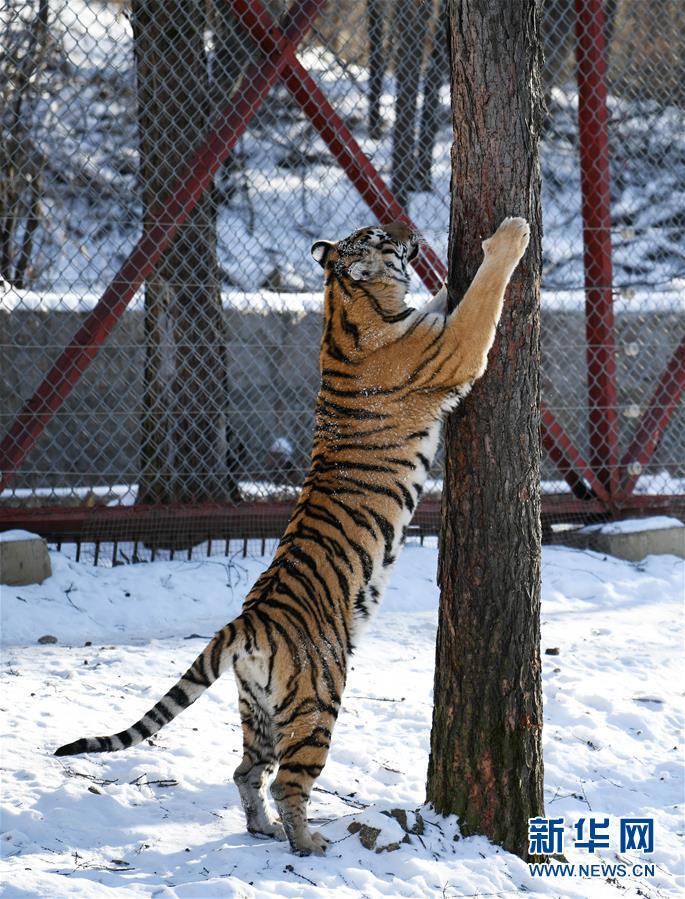 东北虎林园:老虎"换装","增膘"越冬