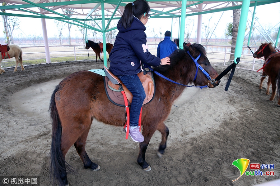 动物园回应"旋转活马":对马无任何伤害