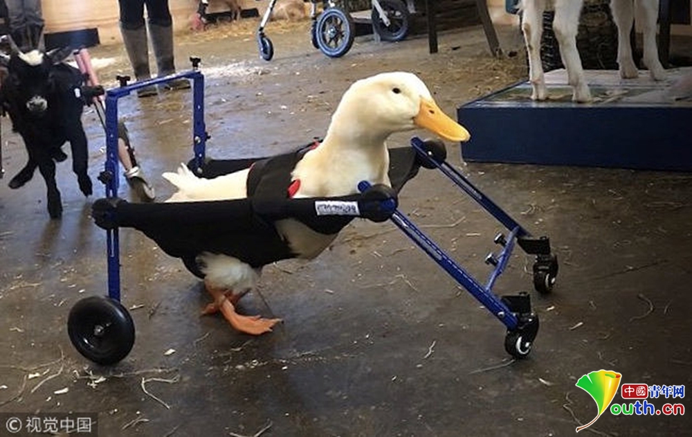 暖心!天生跛脚小鸭子获得微型轮椅学会走路
