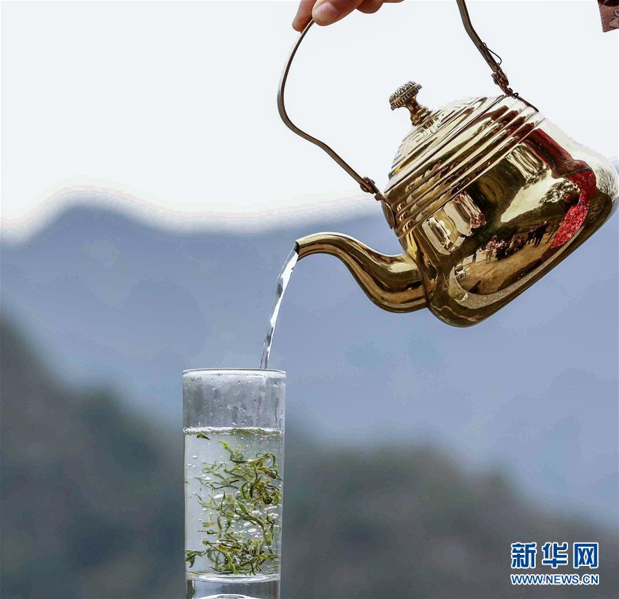 800年古茶树开摘
