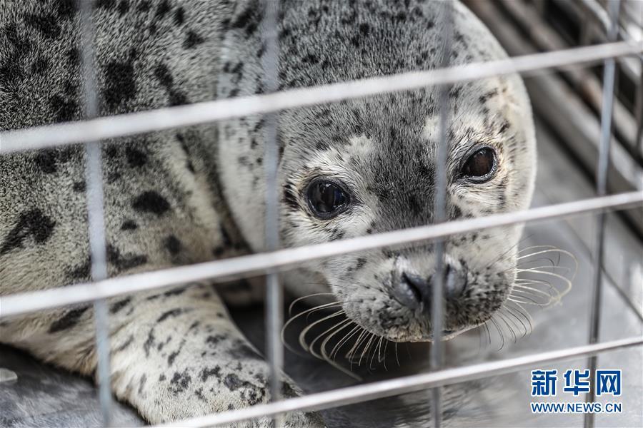 大连:24只斑海豹被放归大海