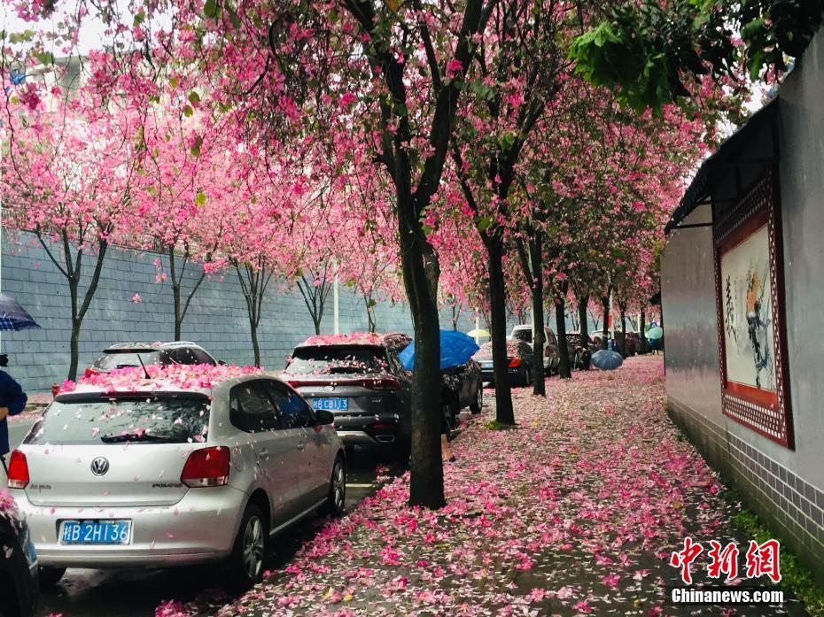 紫荆花如雨般凋落,道路变成粉红色 朱柳融 摄