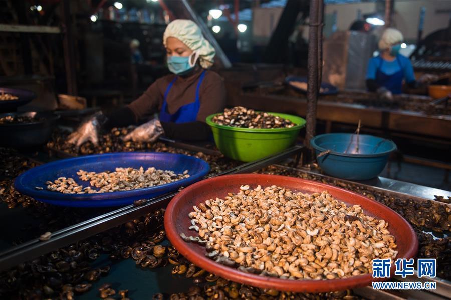 2017年4月20日,在印度尼西亚东部望加锡,工人在印尼最大的腰果生产